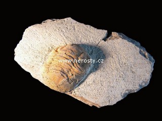 trilobit, asaphus