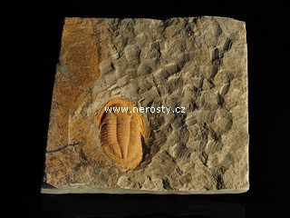 trilobit, asaphus sp.