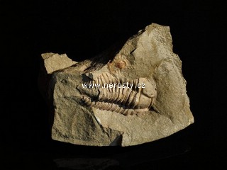 trilobit, eohomalonotus sp.