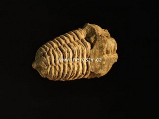 trilobit, flexicalymene