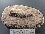 zub, mosasaurus anceps